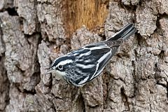 Black-and-white Warbler